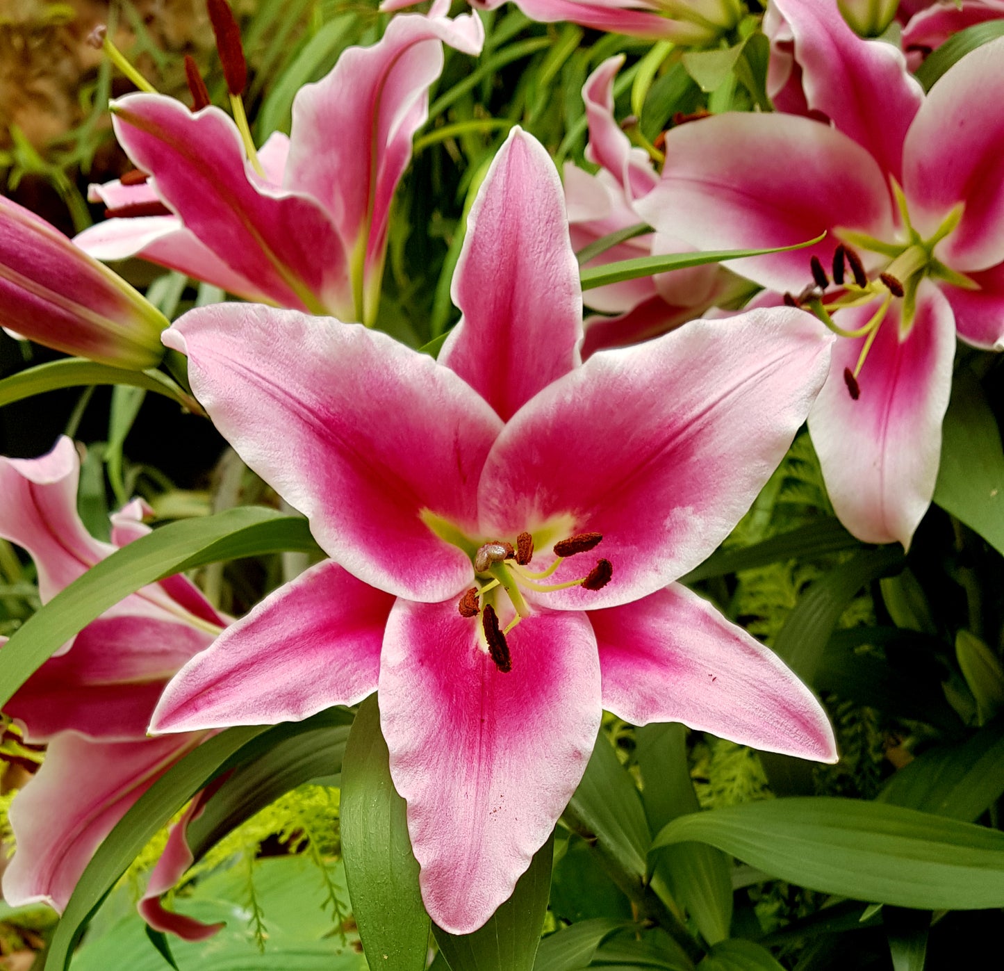 Rozalynn Asiatic Lily
