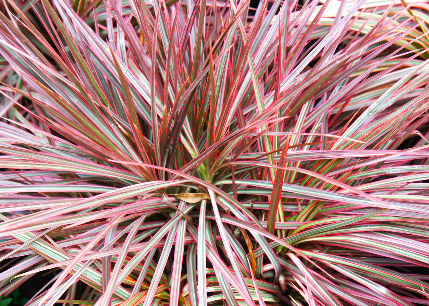 Bi-Colour Dragon Tree