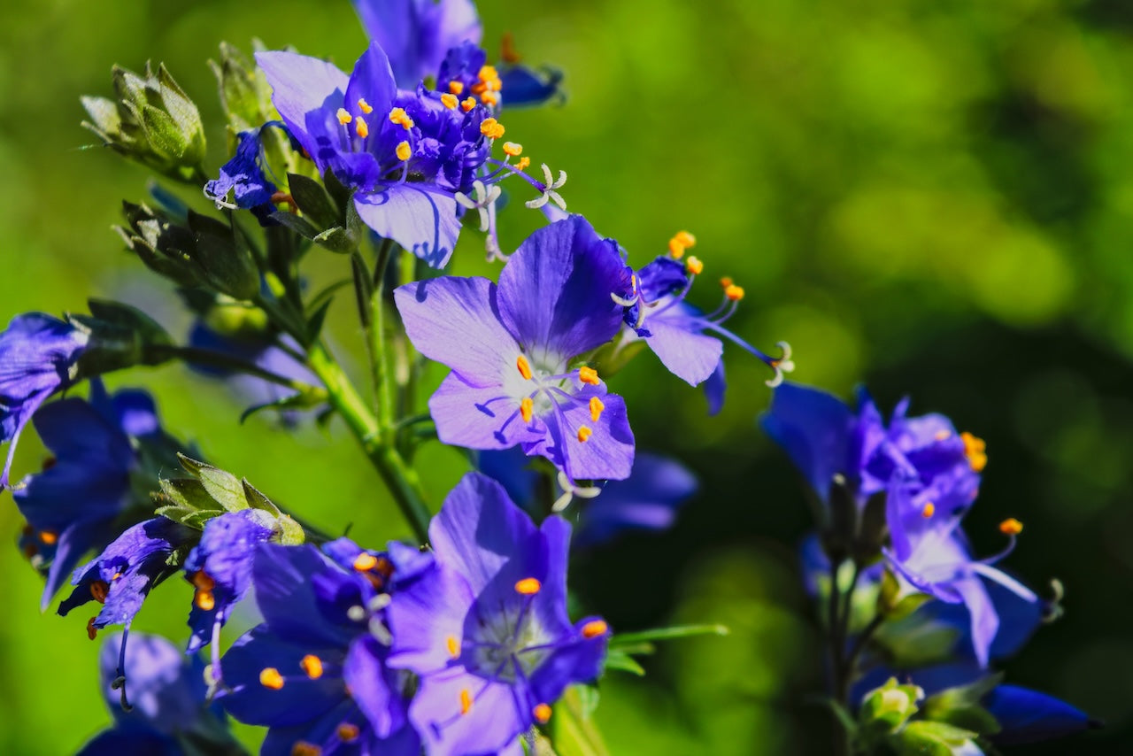 Jacob's Ladder 'Blue'