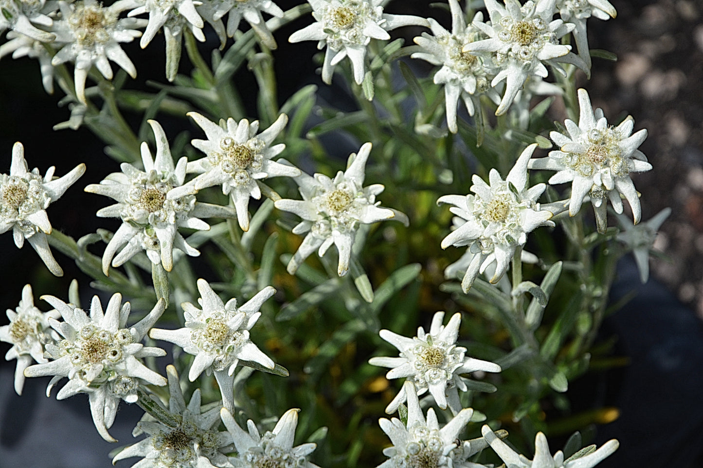 Edelweiss