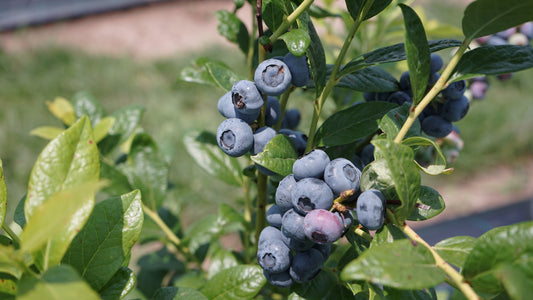 Vaccinium Arandano