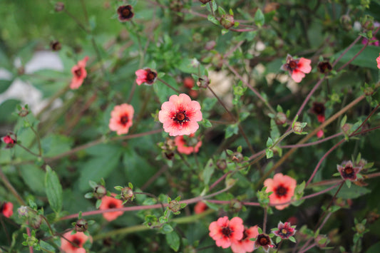 Mrs. Wilmott Potentilla