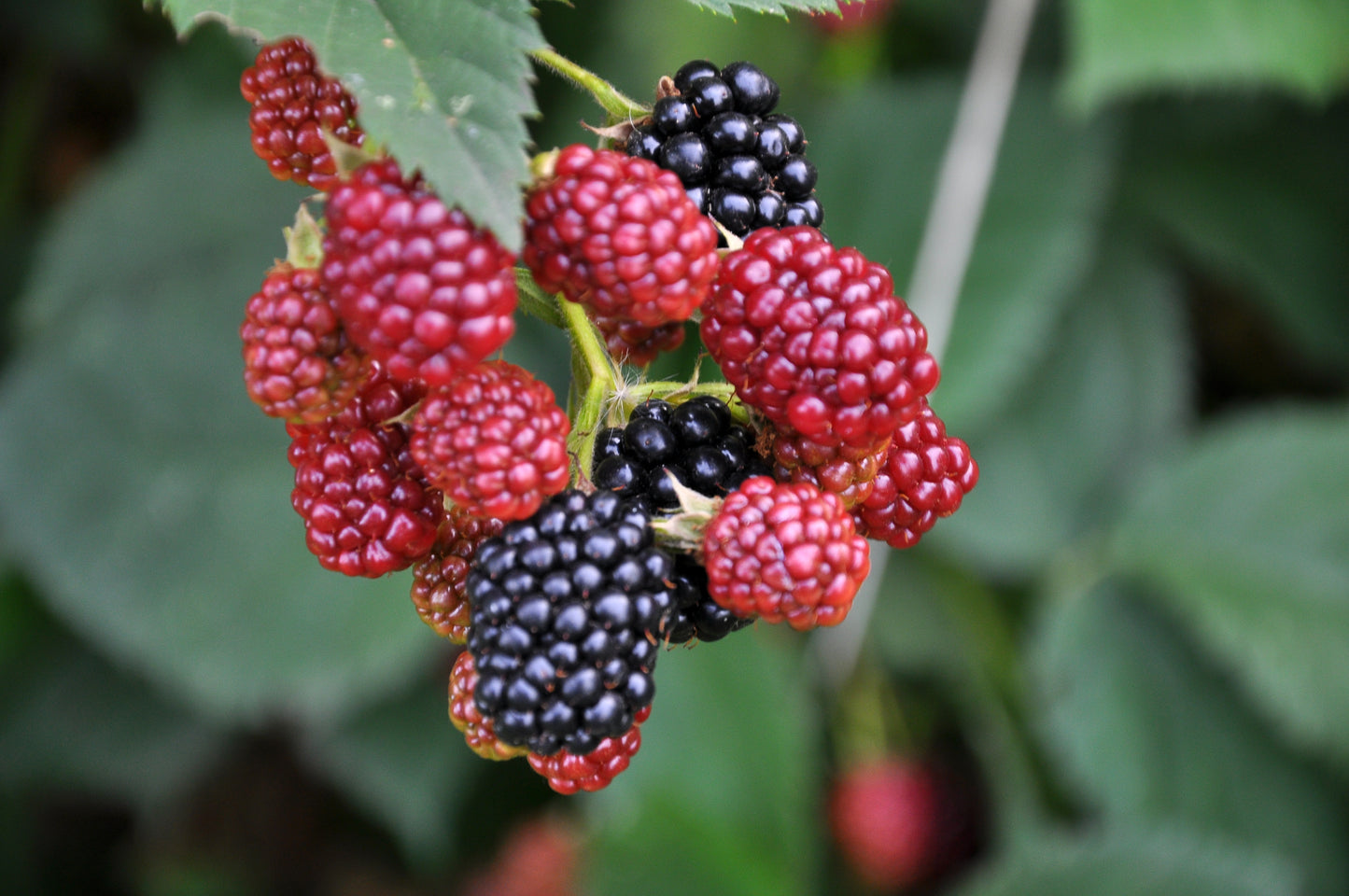 Jewel Black Raspberry