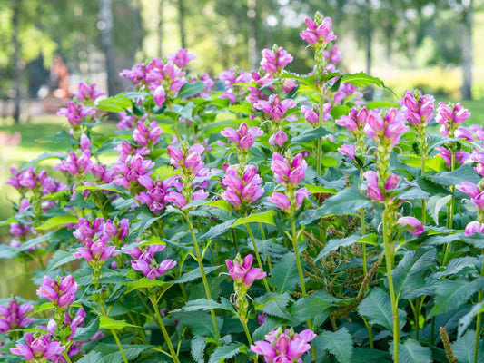 Purple Turtlehead