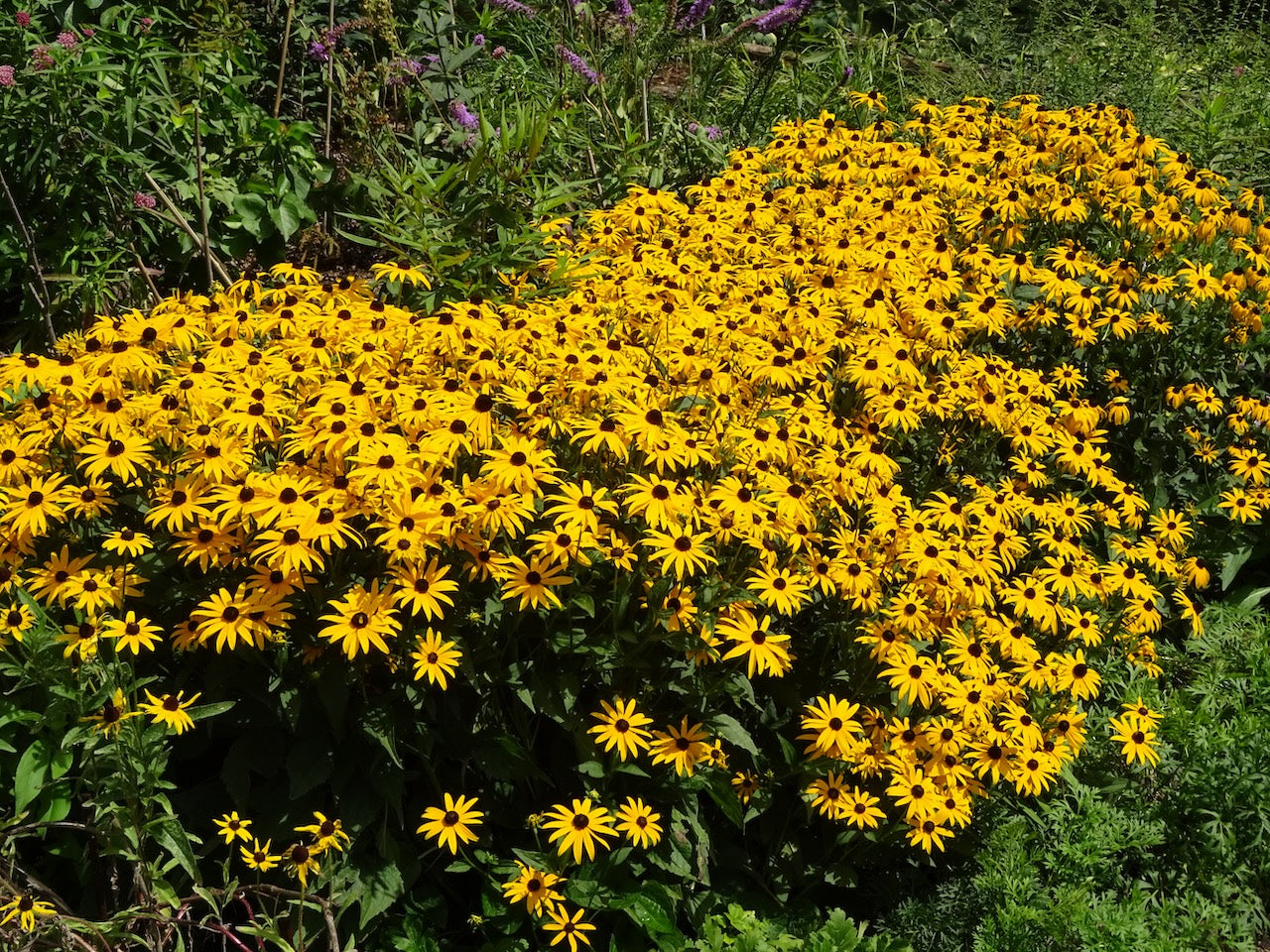 Little Suzy Coneflower