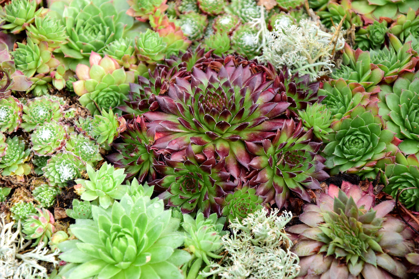 Succulent HB - Cold Hardy