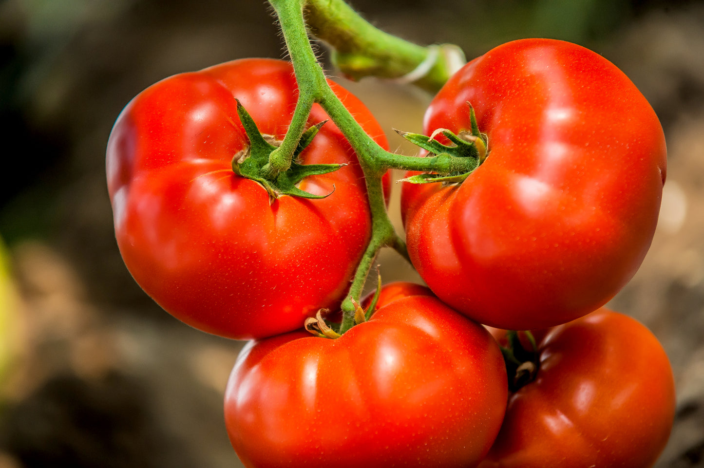 Beefsteak Tomato