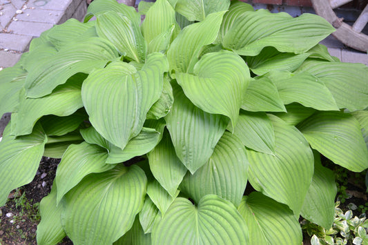 The Shining Hosta