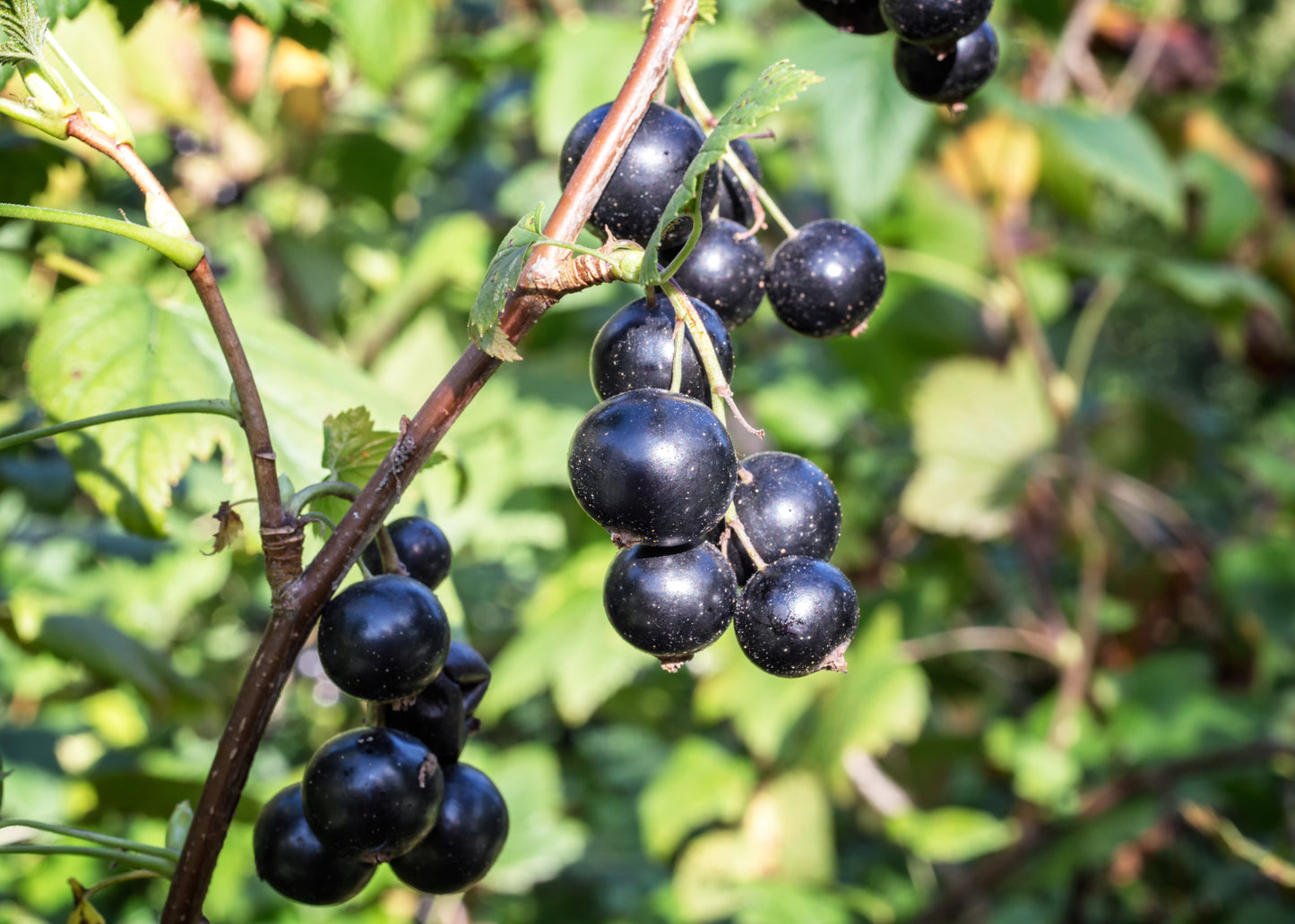 Black Currant
