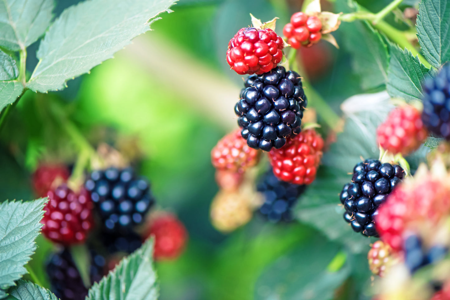 Bushel and Berry™ Baby Cakes™ Blackberry