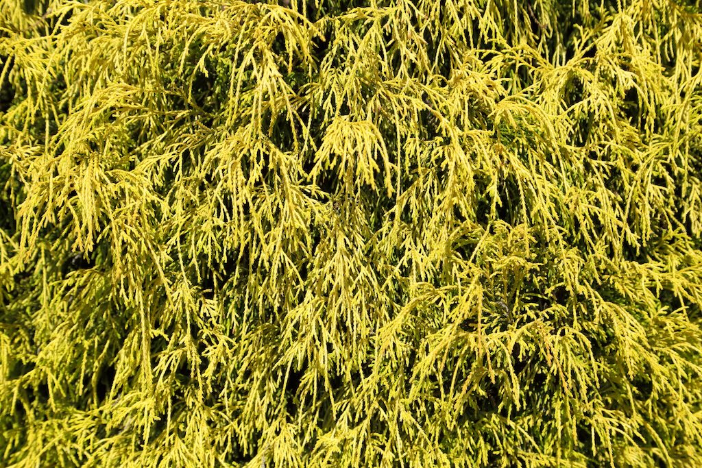 Golden Mops False Cypress