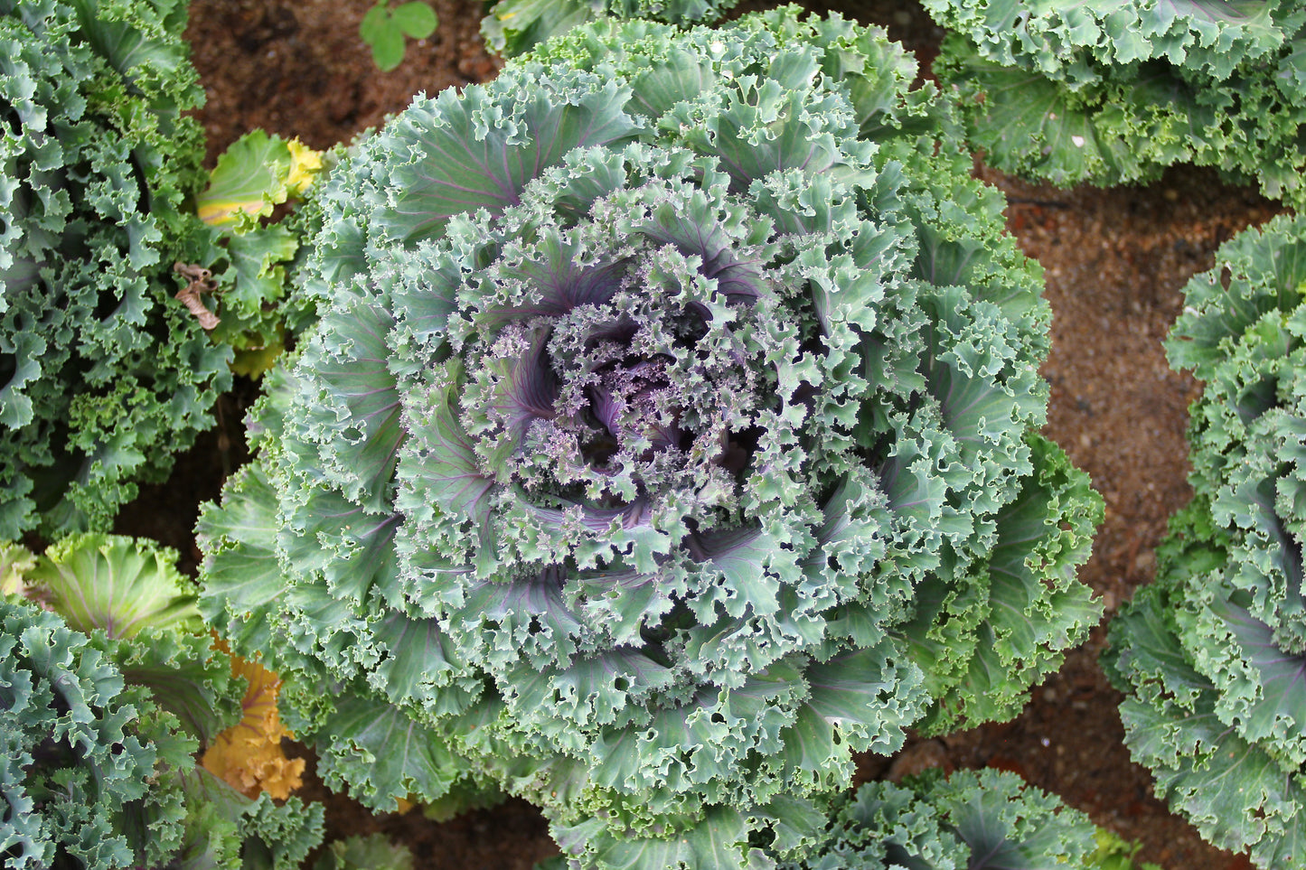 Ornamental Kale