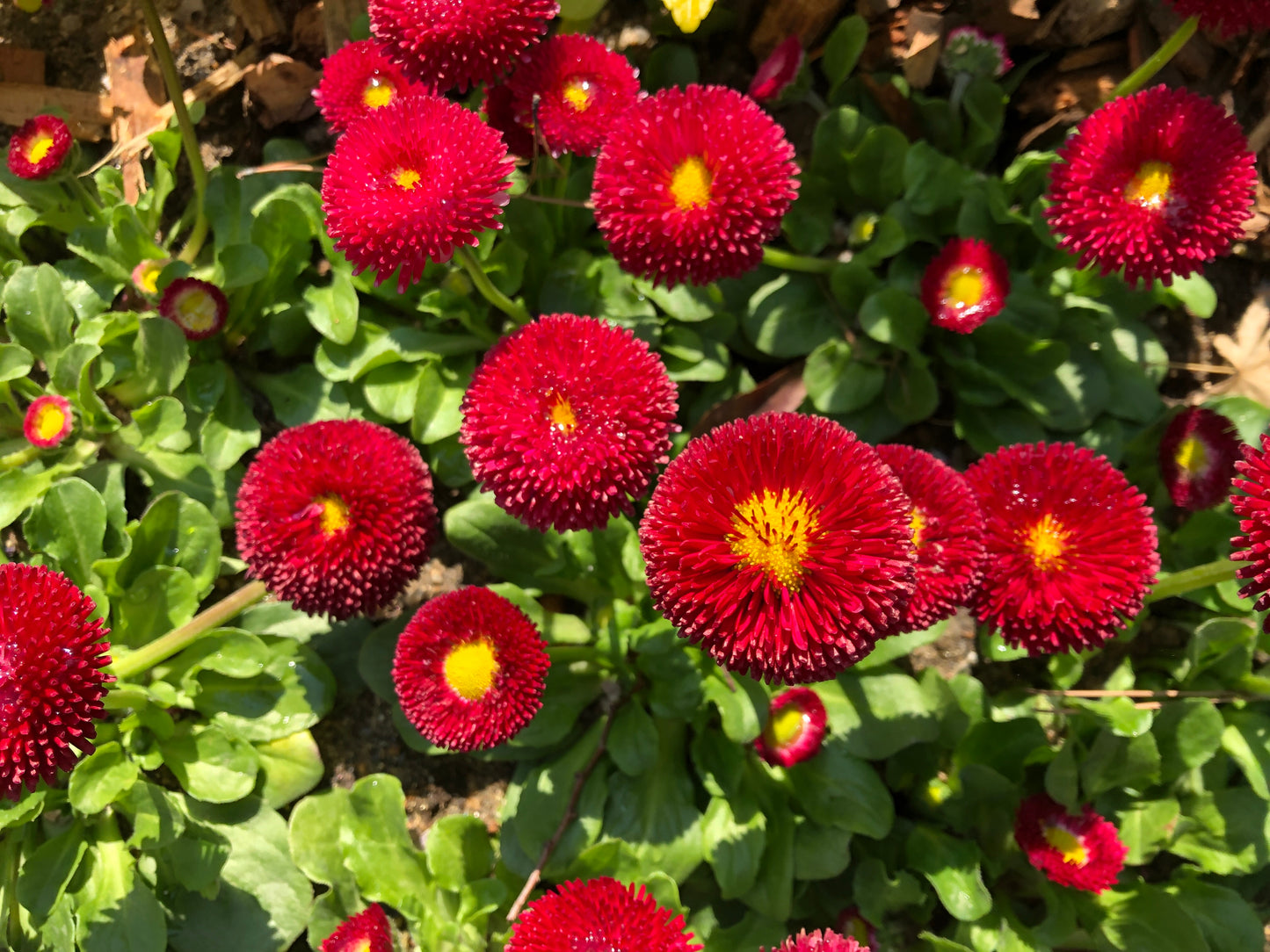 English Daisy