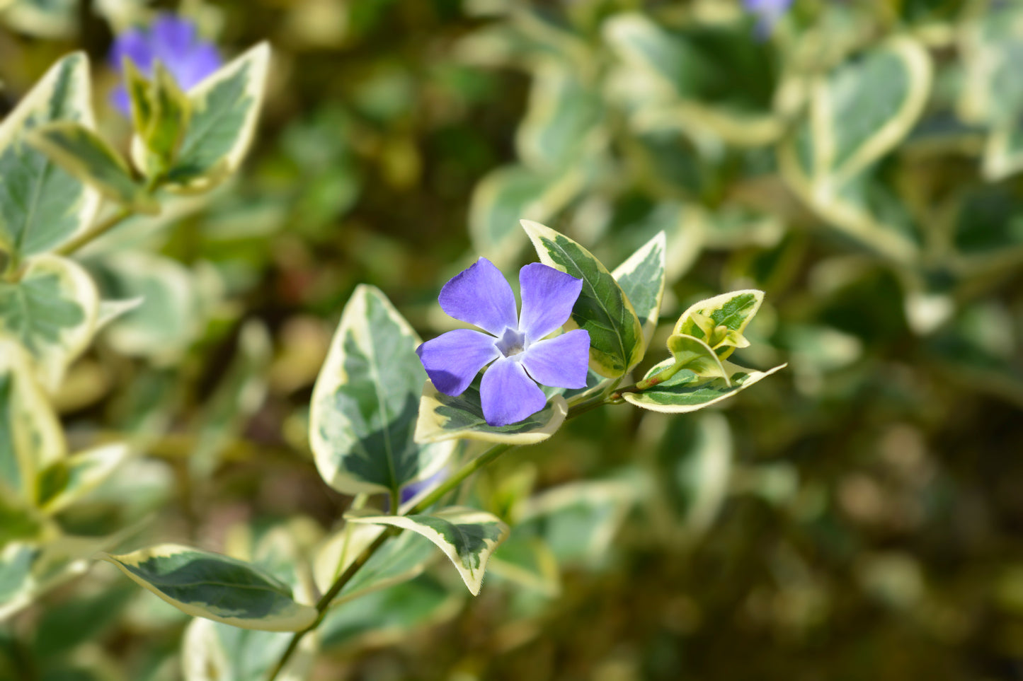 Lesser Periwinkle (Variegated)