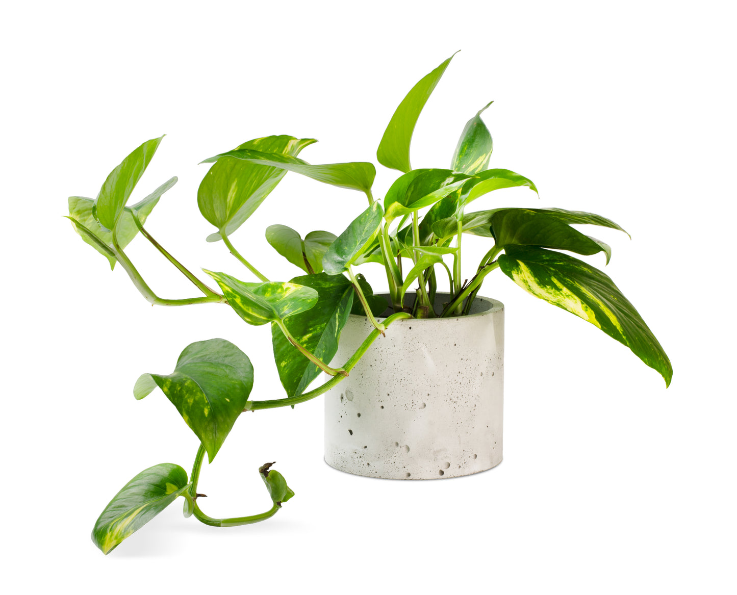 Golden Pothos