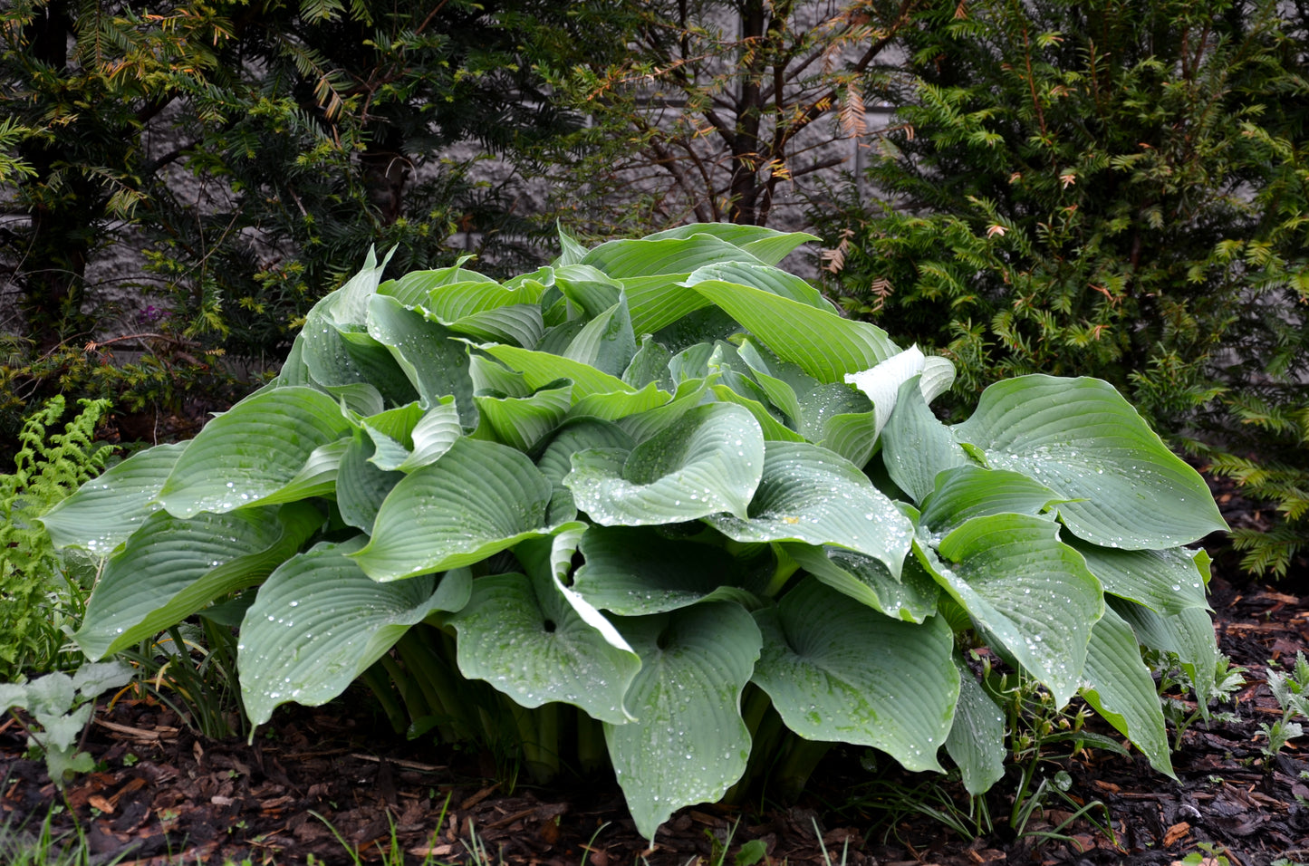 Queen of the Seas Hosta