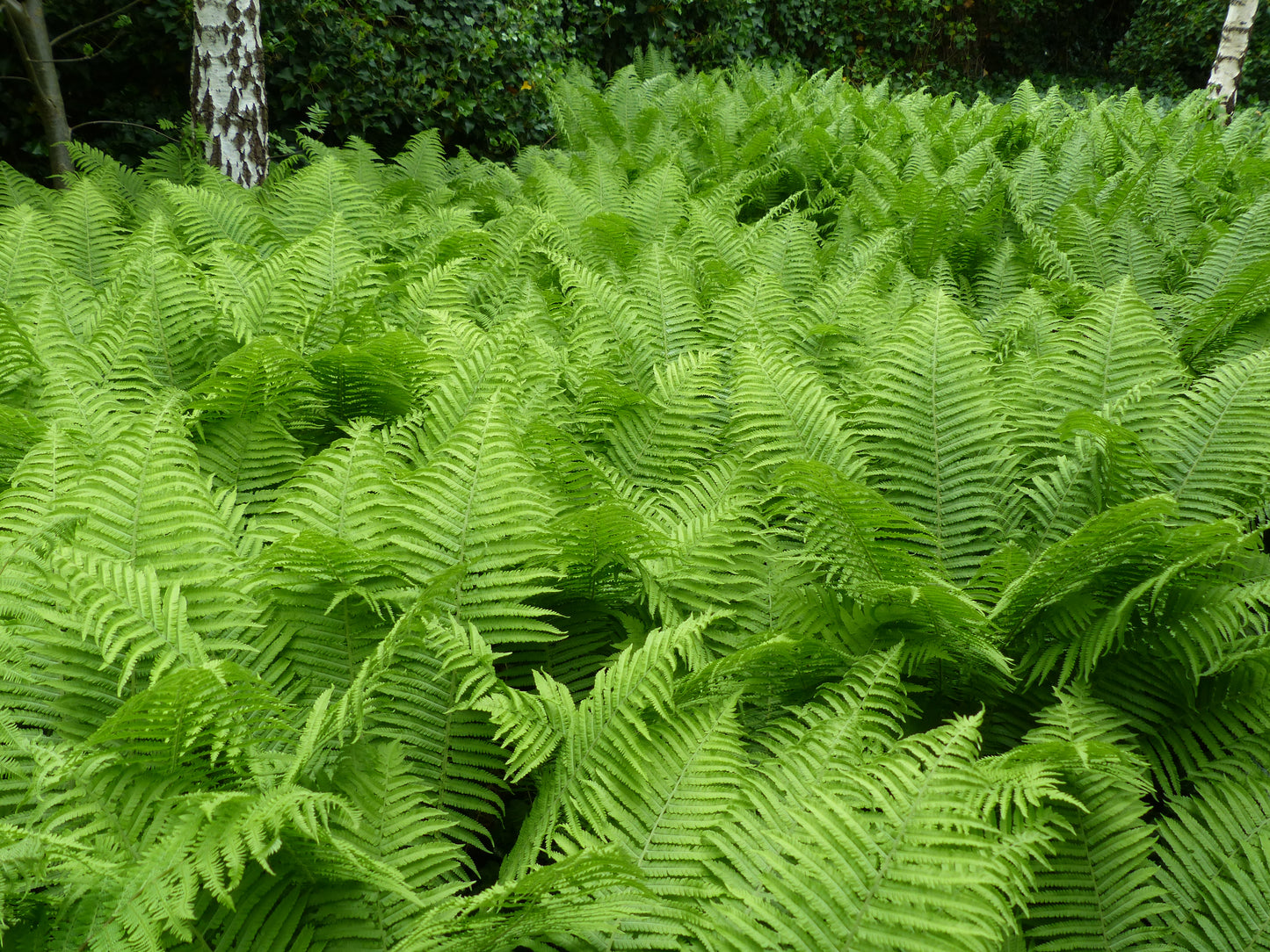 Lady Fern