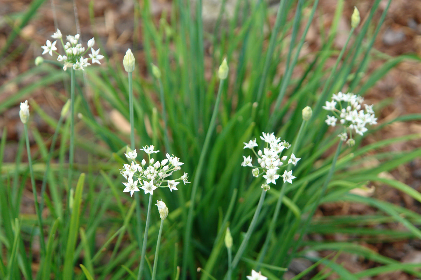 Chives Garlic