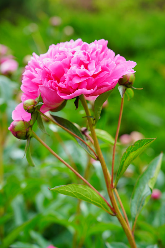 Dr. Alexander Fleming Peony