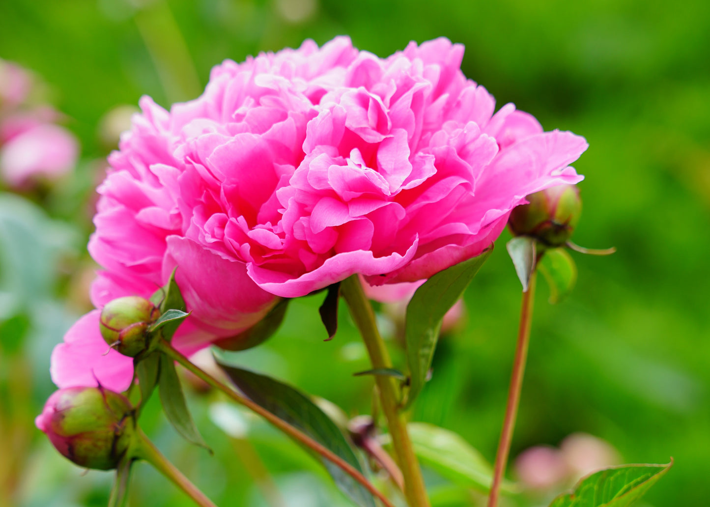 Dr. Alexander Fleming Peony