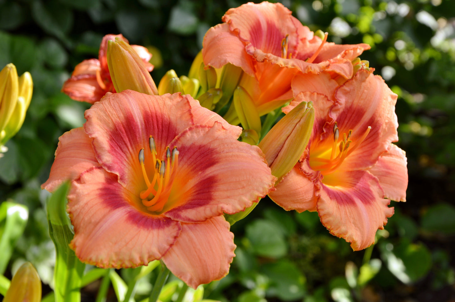 Strawberry Candy Daylily