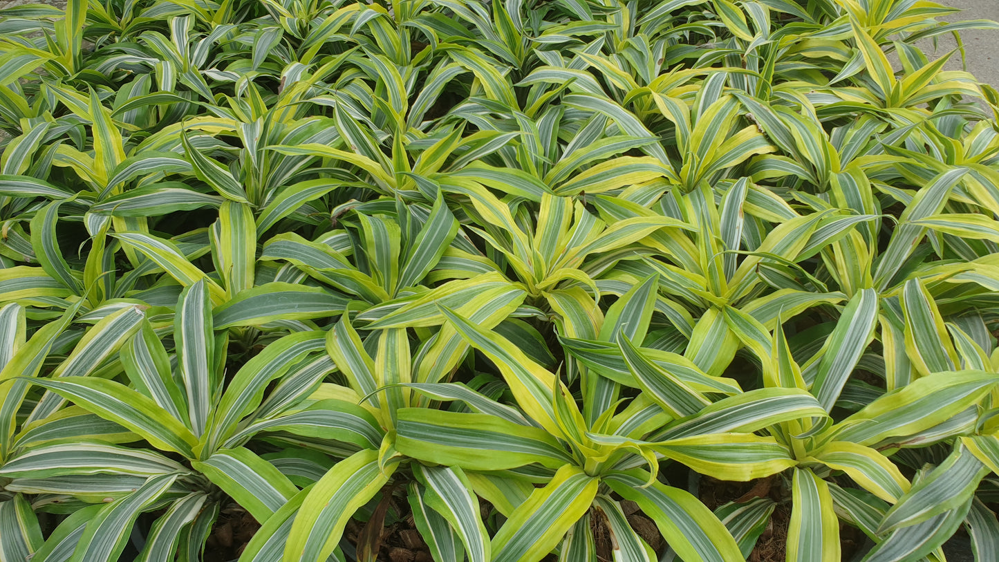 Lemon Lime Dracaena