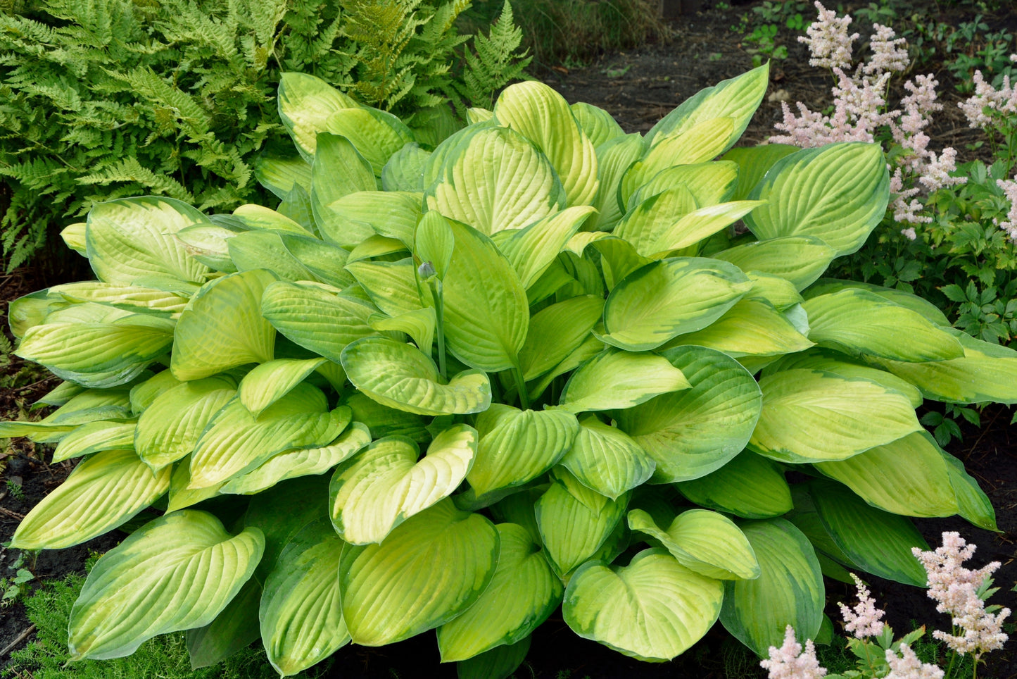 Rascal Hosta