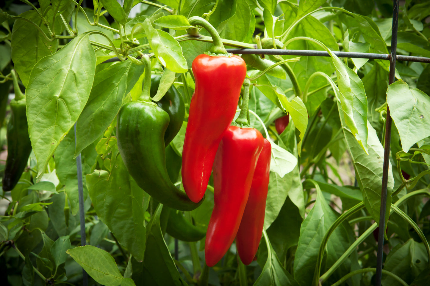 Red Shepherd Pepper