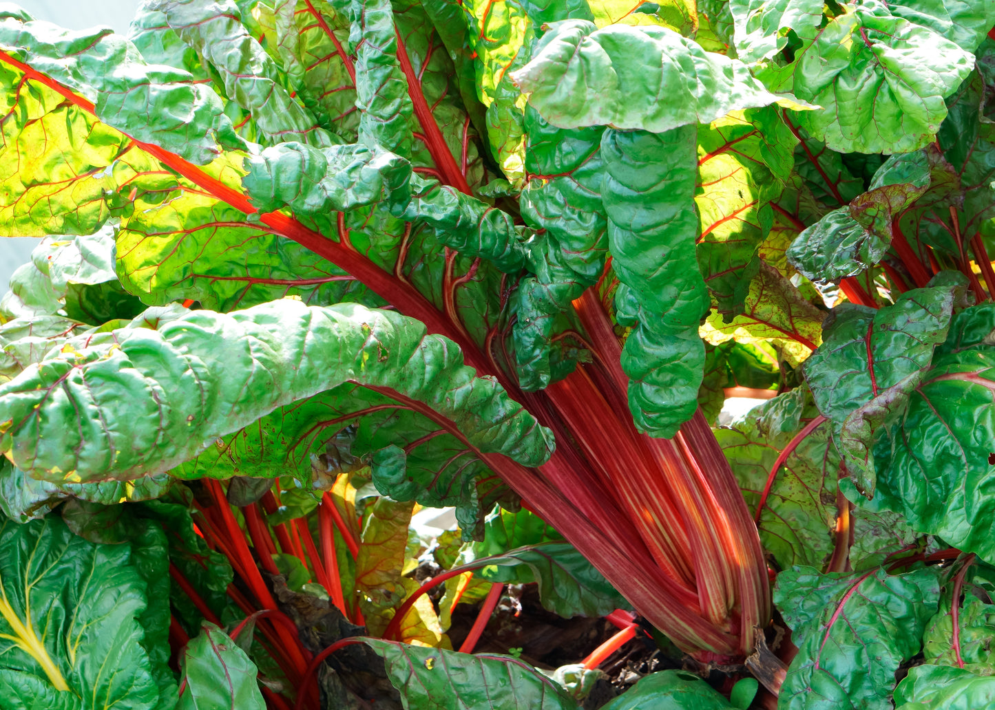 Canada Red Rhubarb