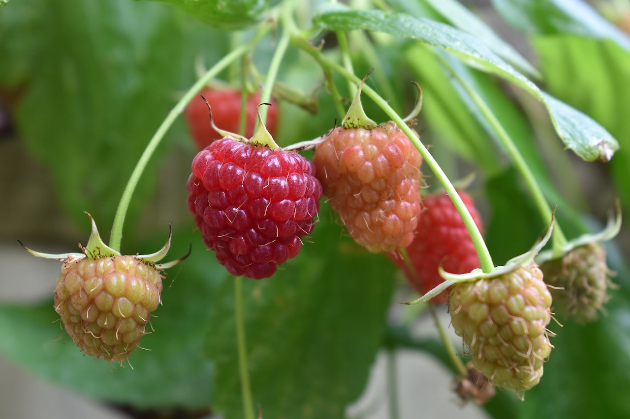 Nova Raspberry
