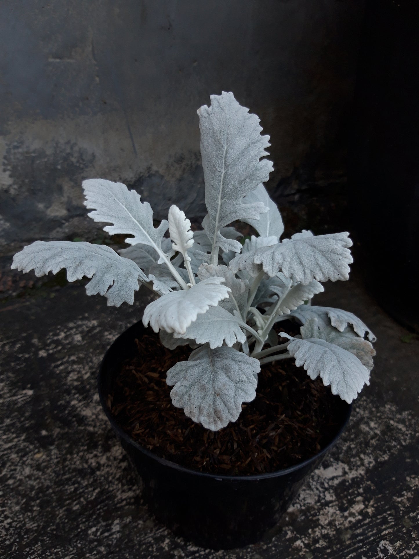 Dusty Miller 'New Look'