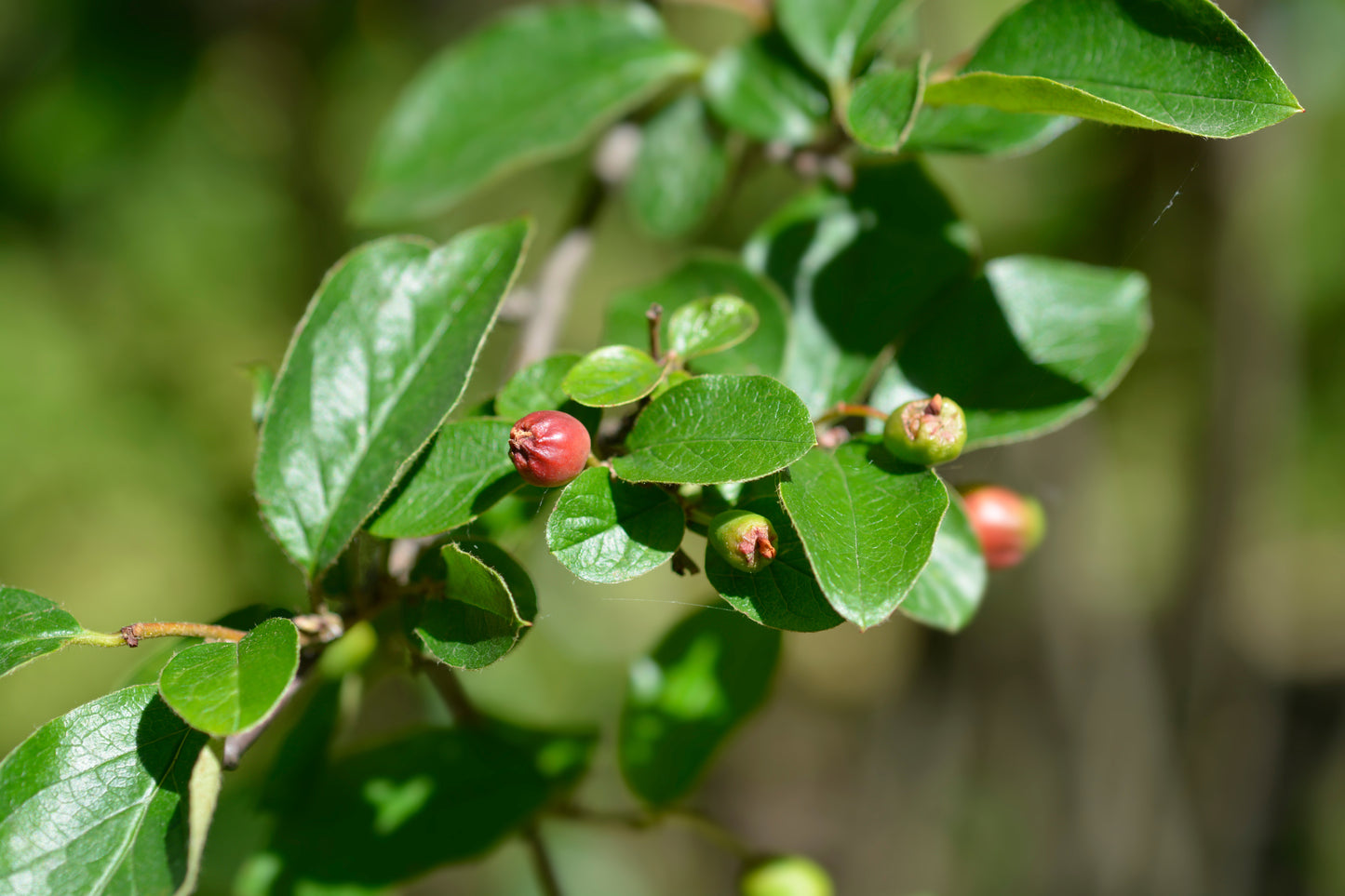 Acute-leaf Cotoneaster