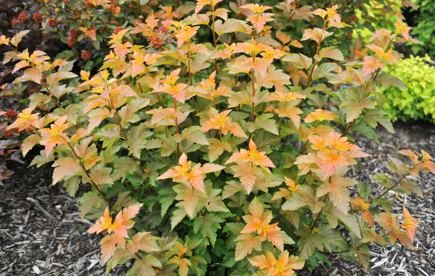 Savannah Sunset™ Ninebark