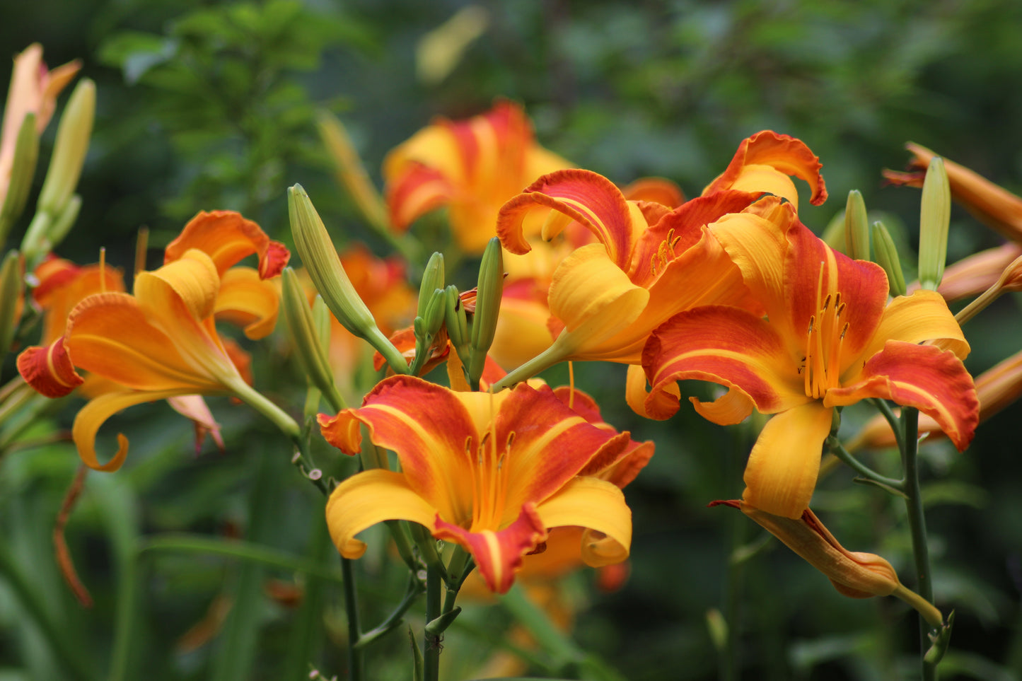 Frans Hals Daylily