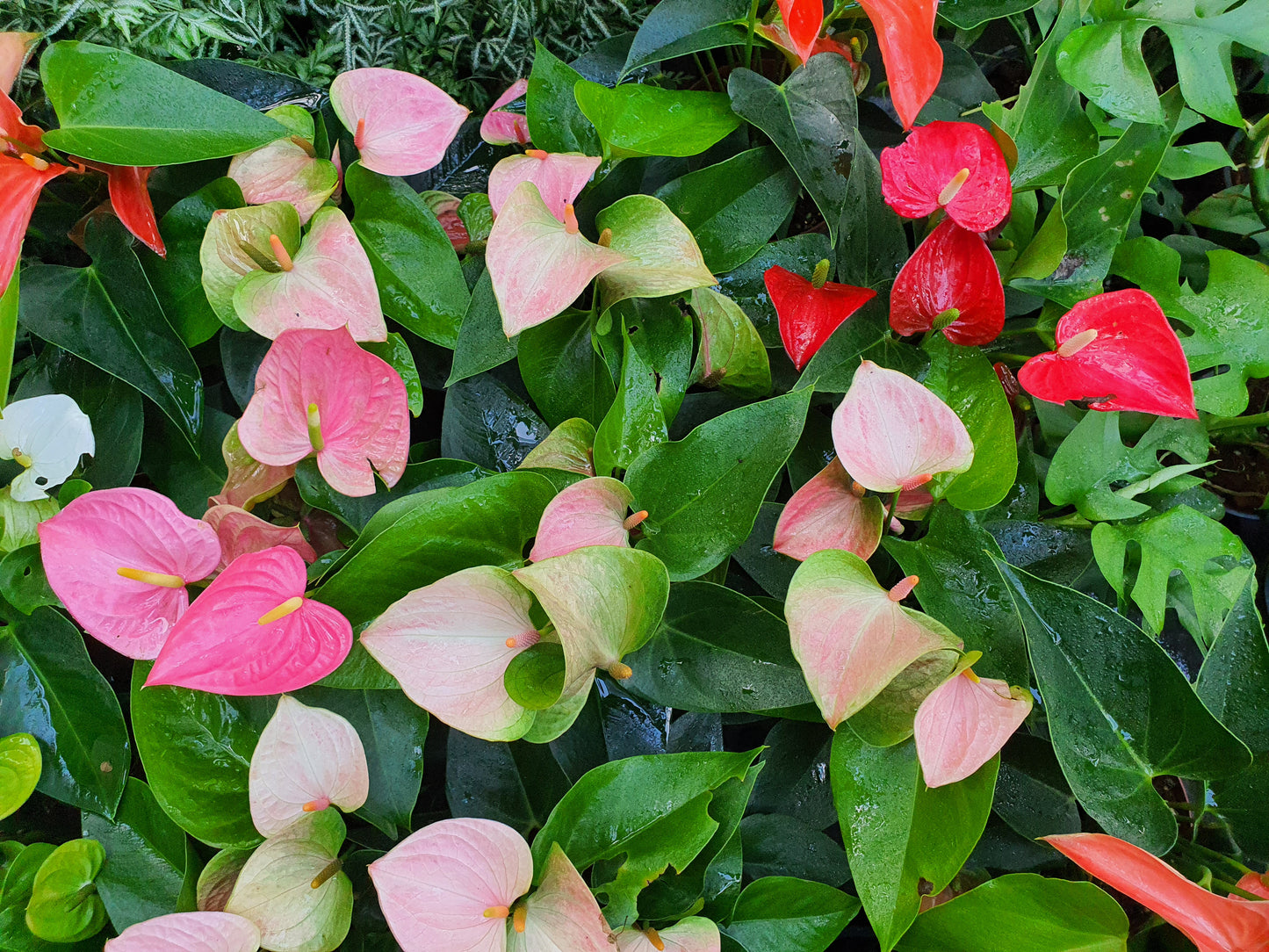 Anthurium Assorted