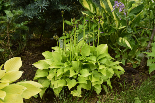 Hydon Sunset Hosta