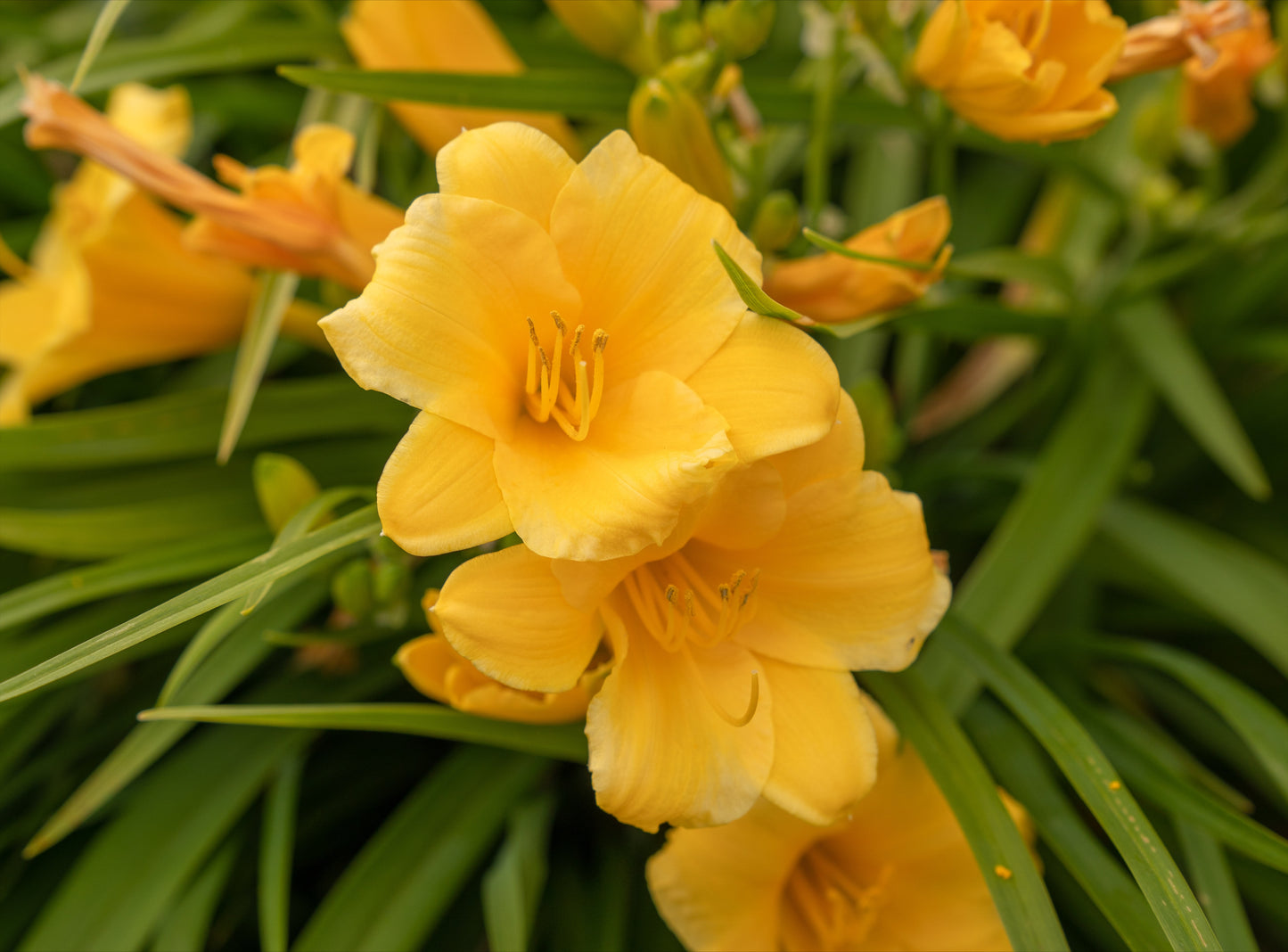 Daylily 'Stelle D'Oro'