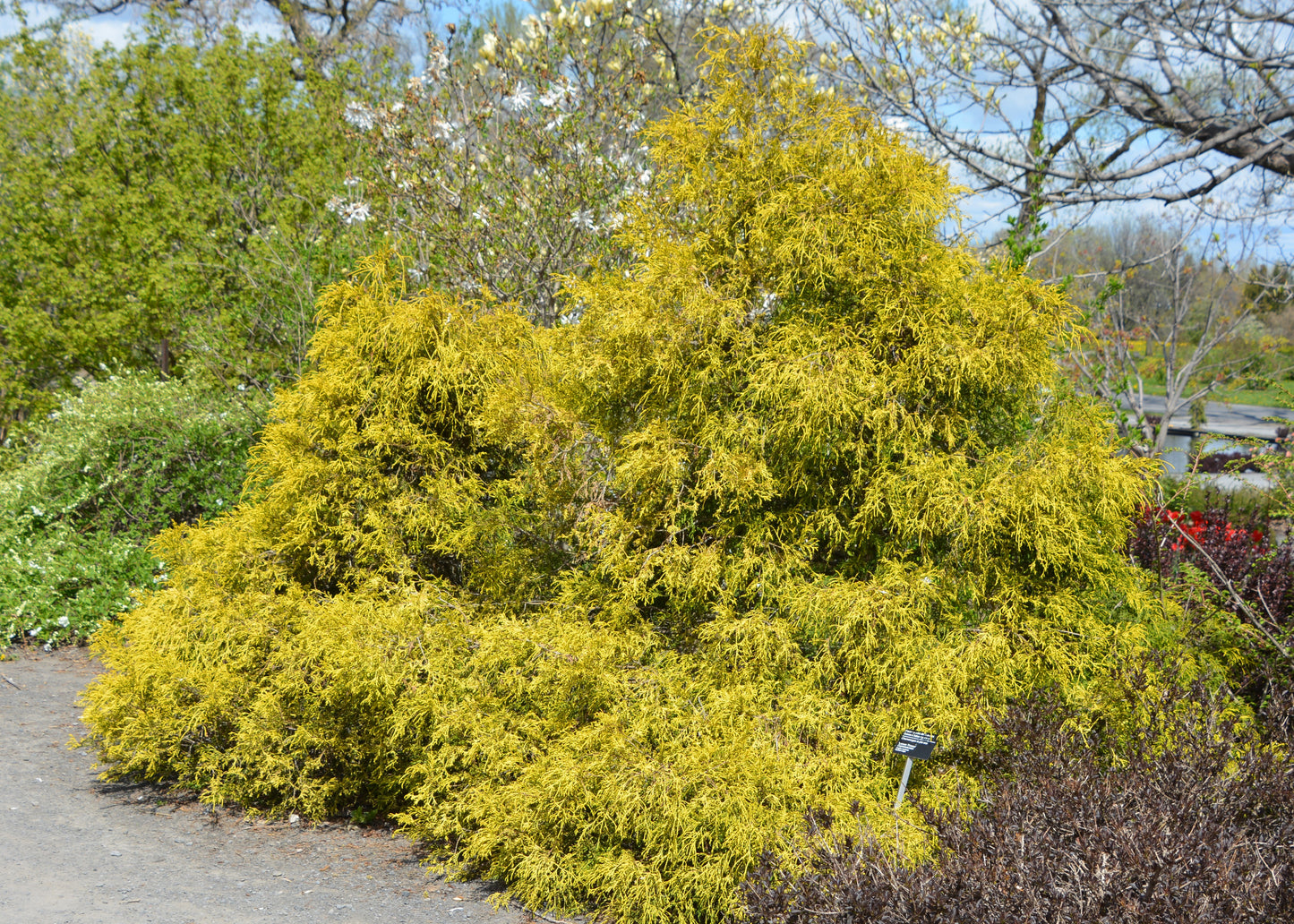 Golden Mops False Cypress Dwarf