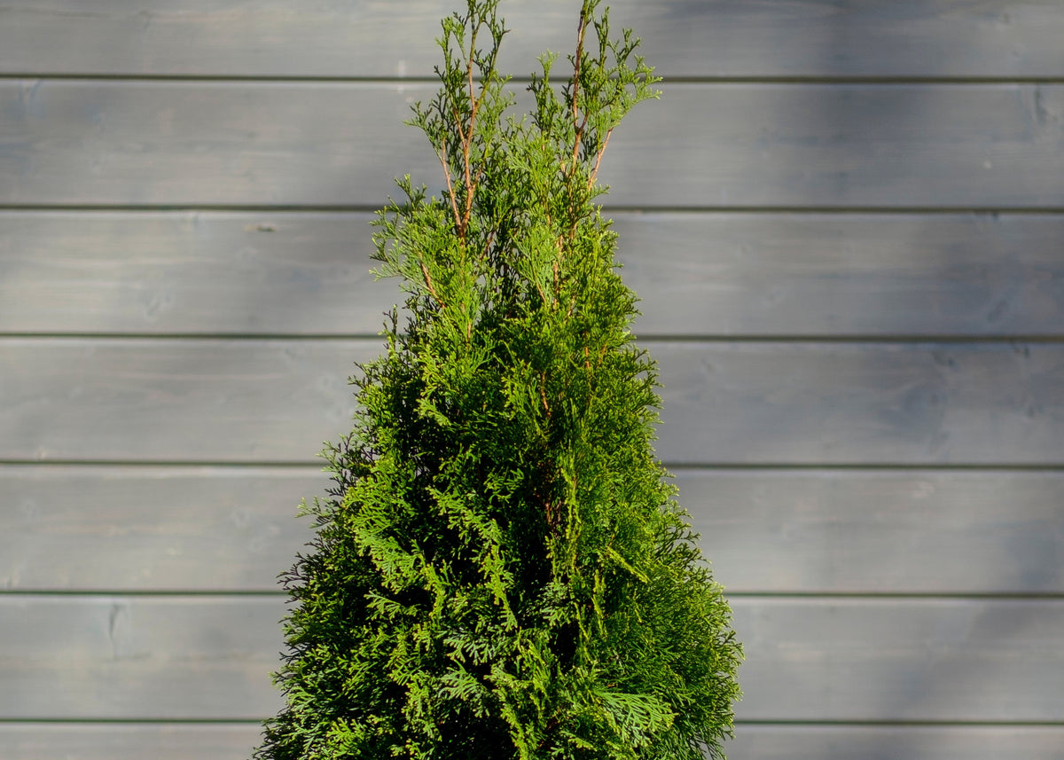 Emerald Petite Cedar