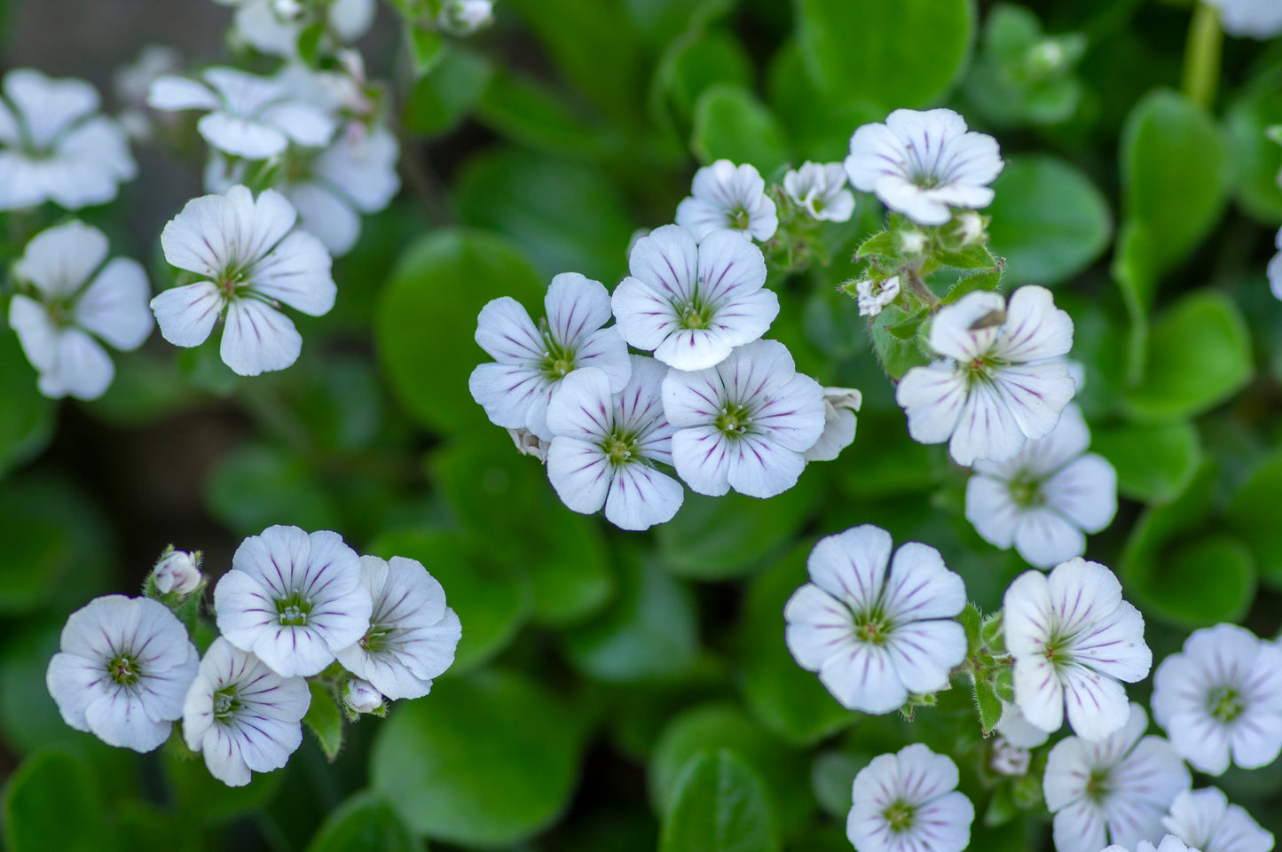 Creeping Baby's Breath