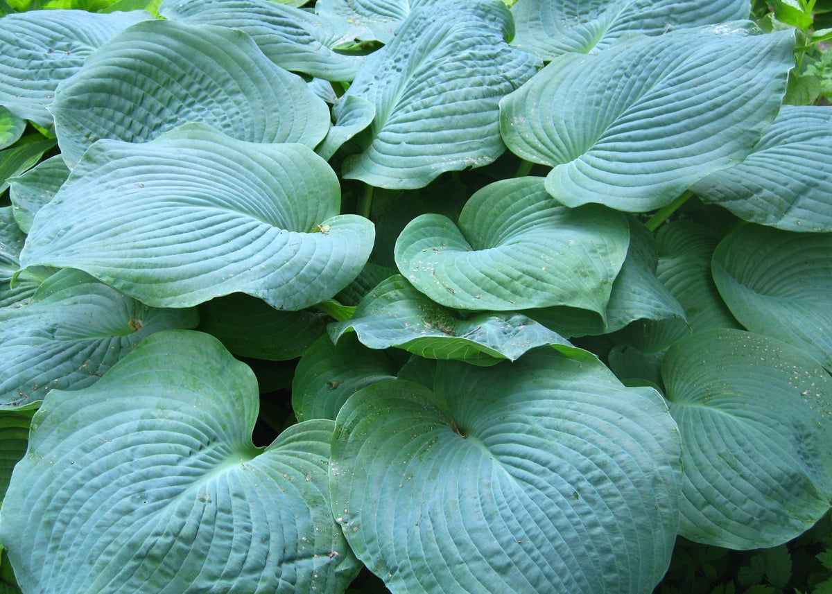 Kiwi Skyscraper Hosta