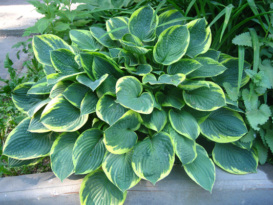 Glory Hallelujah Hosta