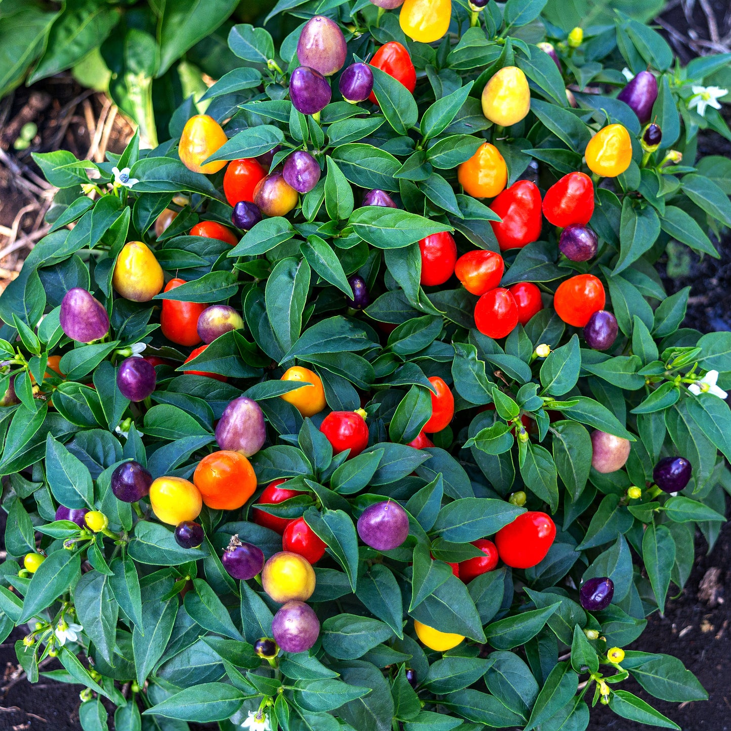 Ornamental Pepper - Multicolour