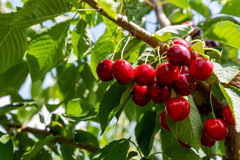 Lapins Dwarf Cherry