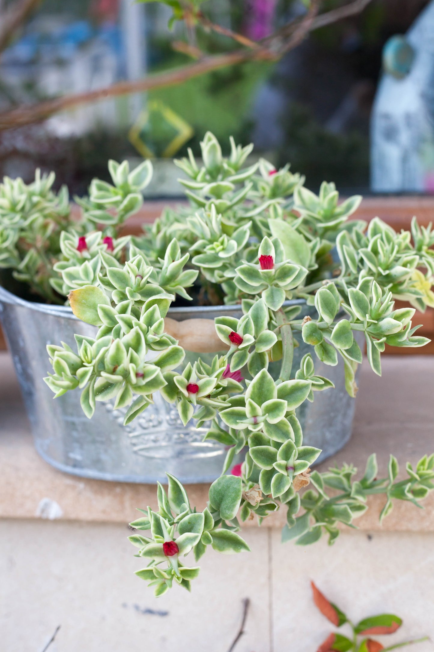 Mezoo 'Trailing Red'