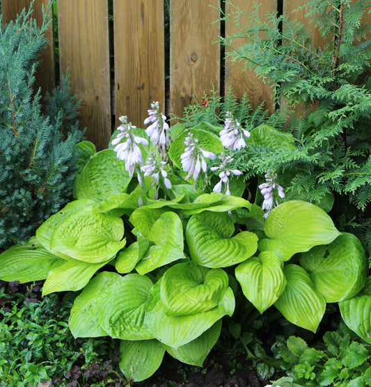 Hosta Zounds