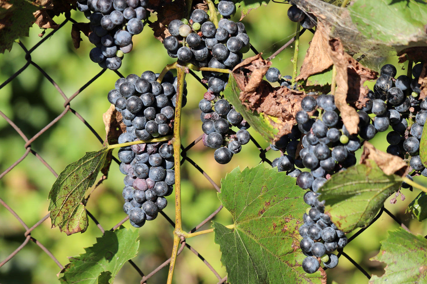 Baco Noir Grape