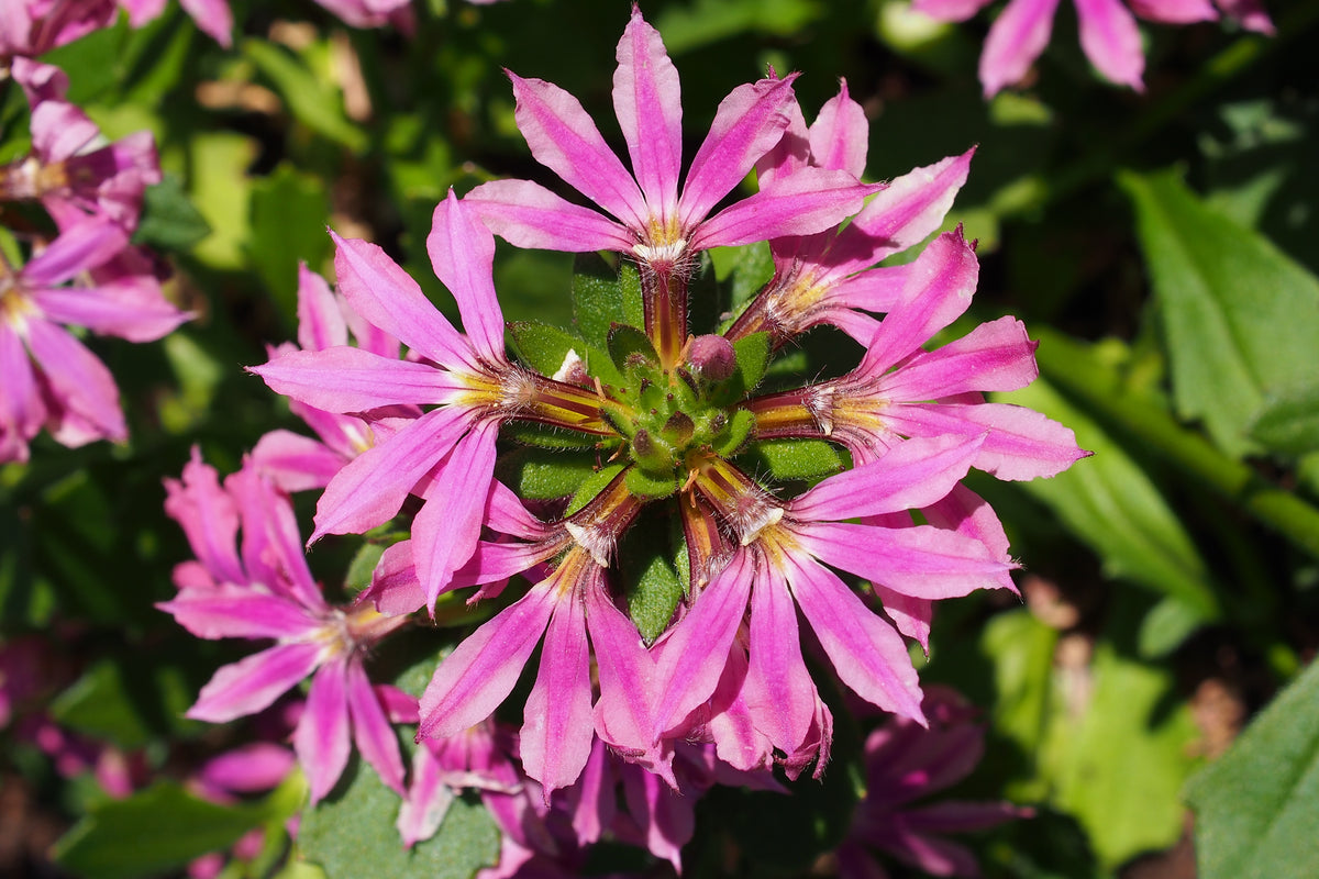 Pink Scaevola