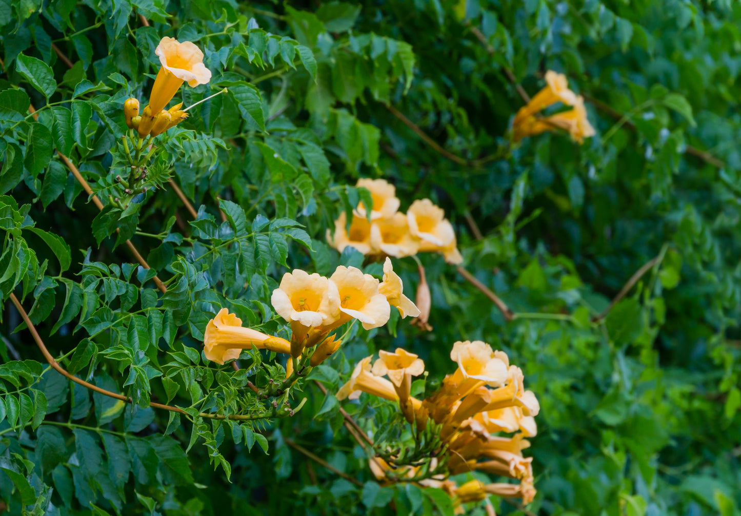 Yellow Trumpet Vine