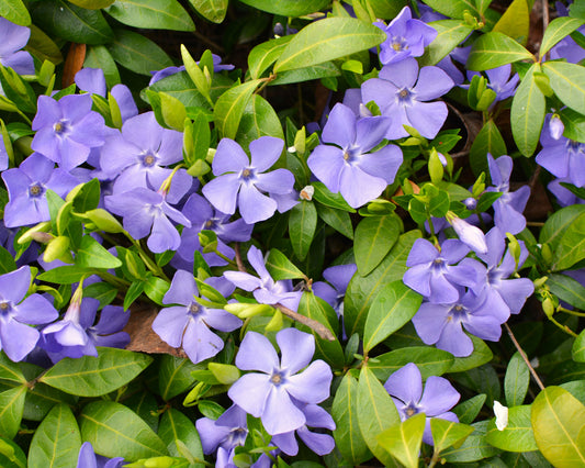 Common Periwinkle